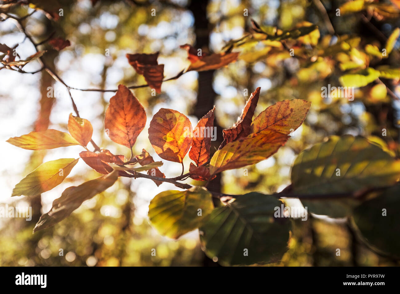 Autunno faggio foglie in Galles. Foto Stock