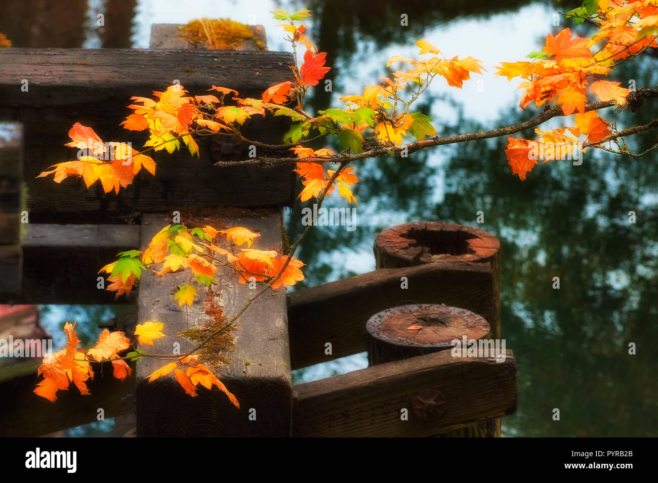 Un ramo di autunno foglie colorate contrasta con ponte boscose supporto, Foto Stock