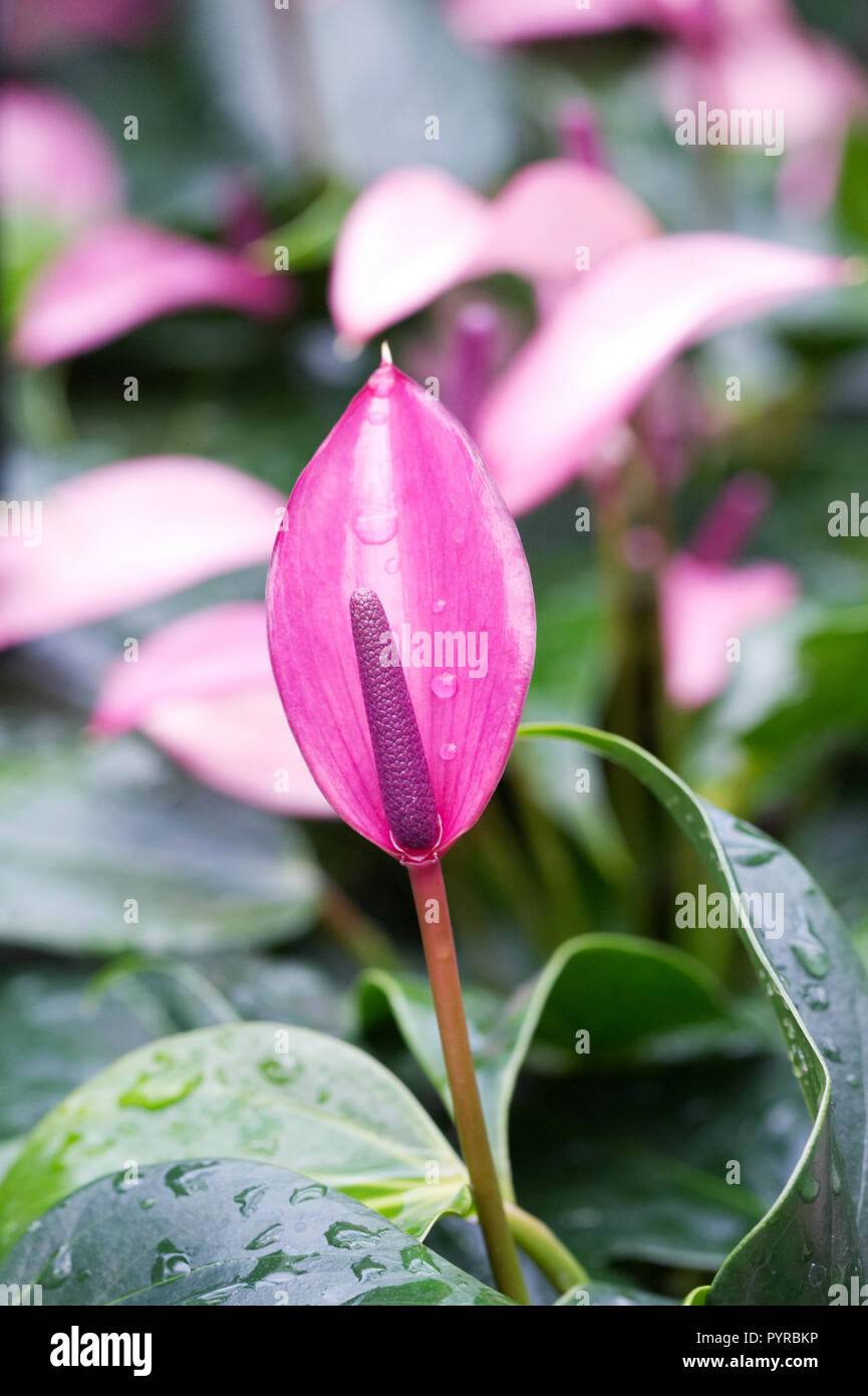 Anthurium andraeanum 'Champion Zizou' spathes viola. Foto Stock