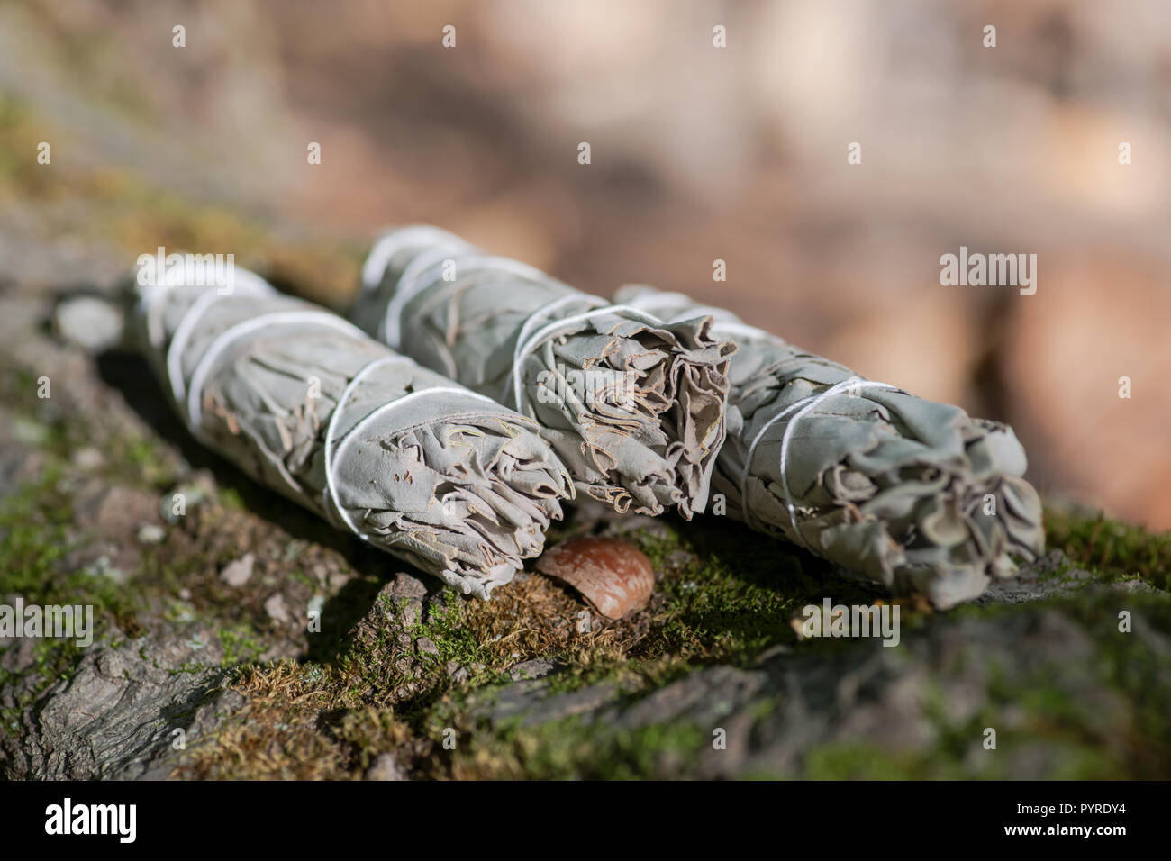 Wildcrafted essiccata bianca salvia (Salvia apiana)frondosa fasci fibrosi  sulla corteccia di albero in Forest Preserve. Macchie di cerimonia Foto  stock - Alamy