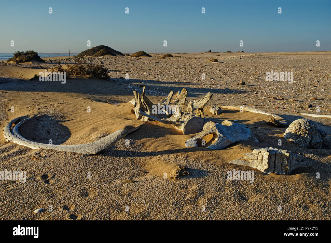 Le ossa di balena, imbianchiti al sole sdraiati sulla sabbia a Meob Bay stazione baleniera, Skeleton Coast, Namibia, Africa Foto Stock