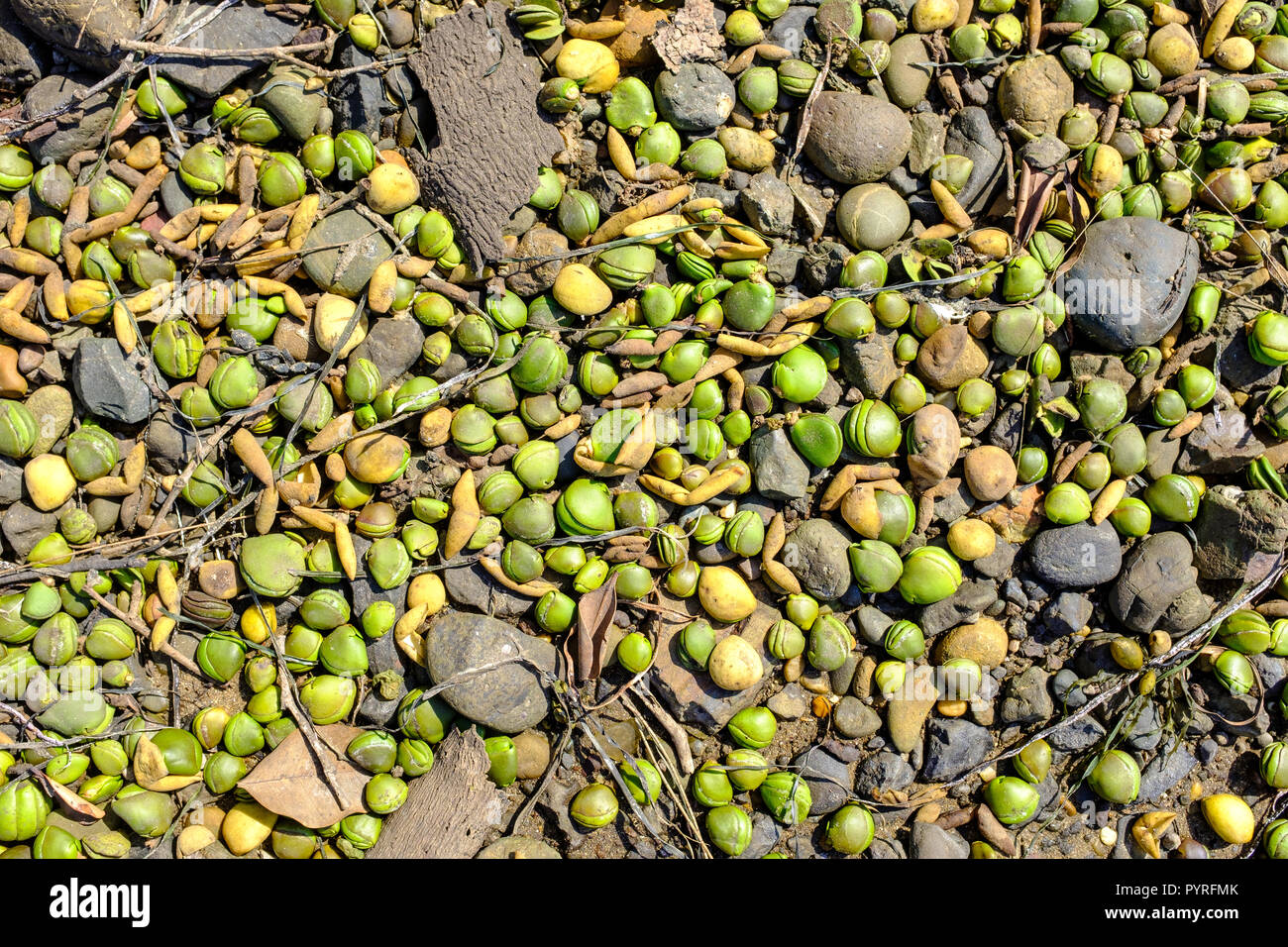 Australia grigio (mangrovia Avicennia marina) semi di alberi lavato sulla spiaggia rocciosa e queste sono piante pioniere che colonizzano e dare protezione dello tsunami Foto Stock