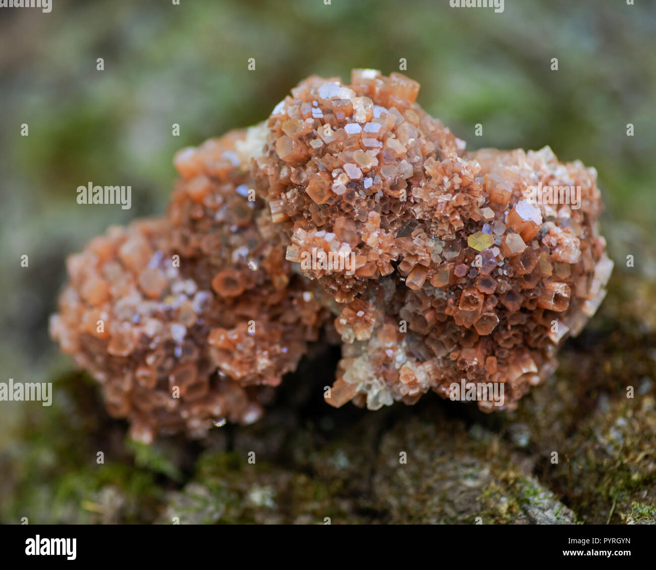 Stella di aragonite cluster dal Marocco su materie fibrose di corteccia di albero nella foresta di preservare. Foto Stock