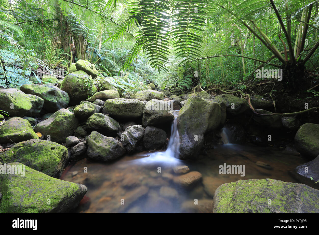 Flusso Waihi nella lussureggiante foresta pluviale tropicale, Oahu, Hawaii Foto Stock