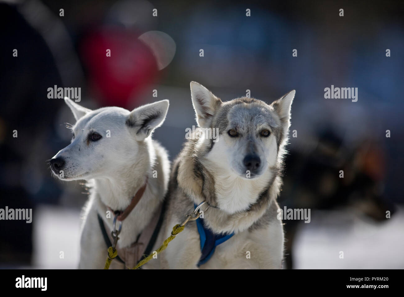 Due cani di lavoro indossando i cavi elettrici. Foto Stock