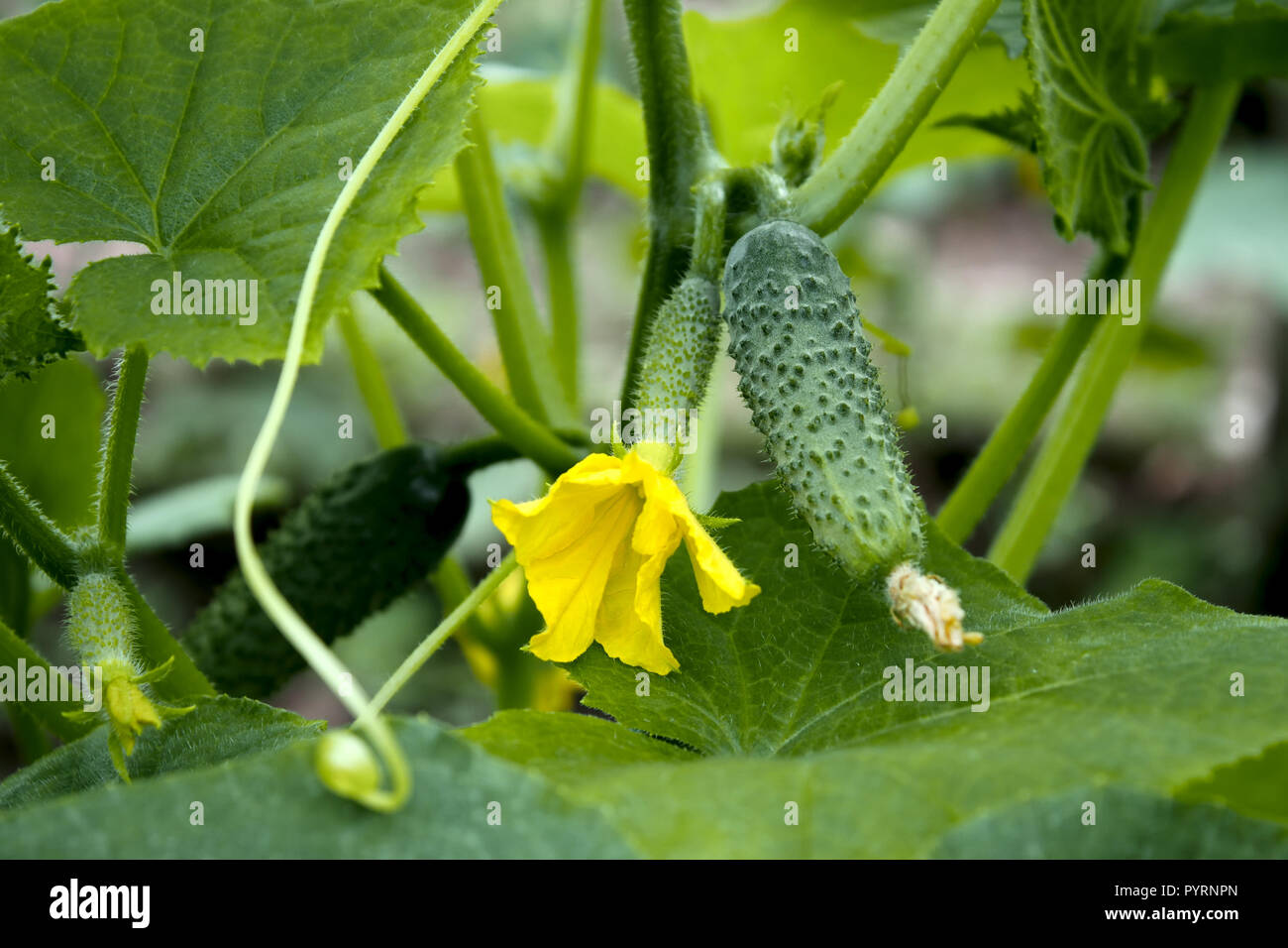 I cetrioli sono coltivate in serra Foto Stock