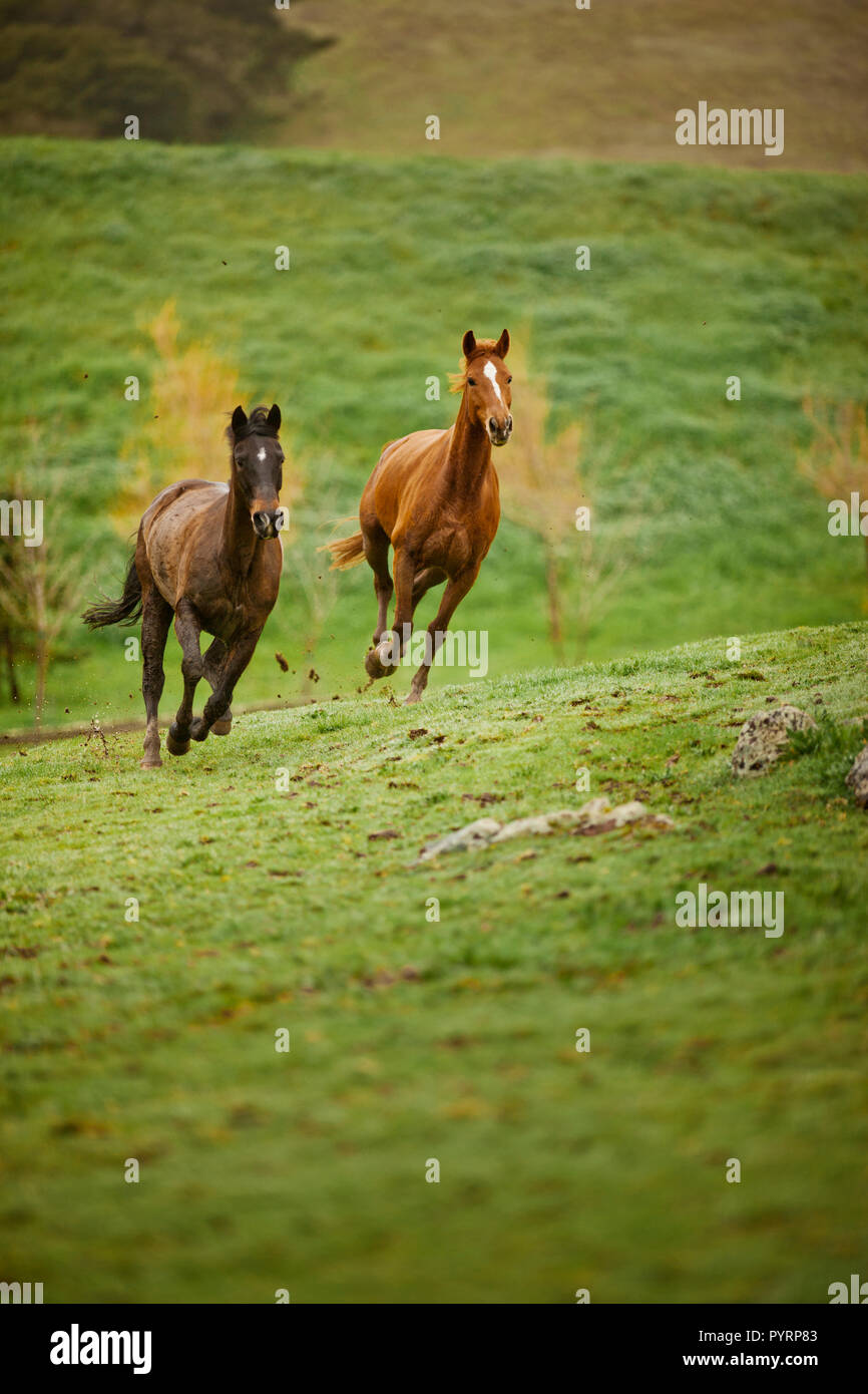 Bay cavalli al galoppo in un campo. Foto Stock