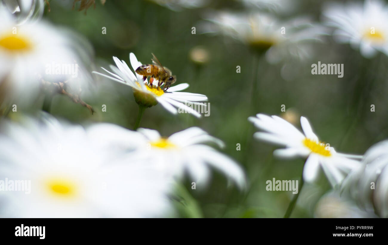 Il miele delle api sul fiore a margherita Foto Stock