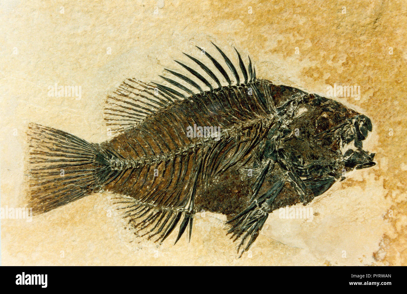 Un preparato Priscacara fossile, di un ritardo di inizio Eocene sunfish. Il campione è di circa il 80% della sua dimensione naturale. Esso è stato raccolto dal Green River formazione 9 miglia a ovest di Kemmerer, Wyoming nel 1984. Foto Stock