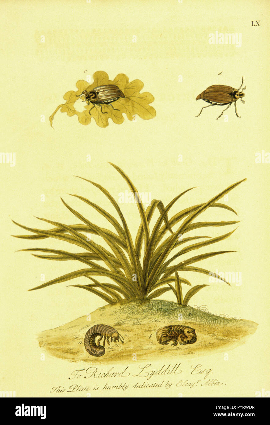Illustrazione colorata del ciclo di vita di un coleottero marrone, dal worm di Scarabeo Foto Stock