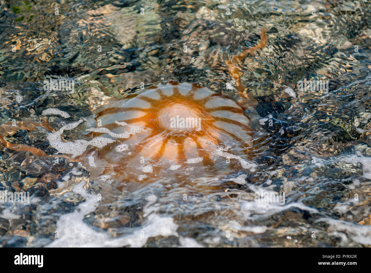 Mare meduse di ortica (Chrysaora fuscescens) , Risurrezione Bay, il Parco nazionale di Kenai Fjords, Alaska, Stati Uniti d'America. Foto Stock