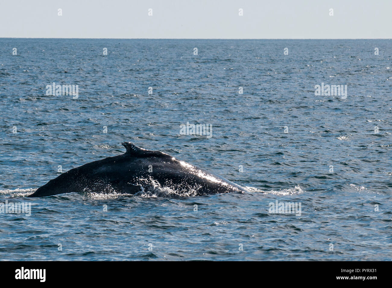 Humpback Whale (Megaptera novaeangliae), risurrezione Bay, il Parco nazionale di Kenai Fjords, Alaska, Stati Uniti d'America. Foto Stock