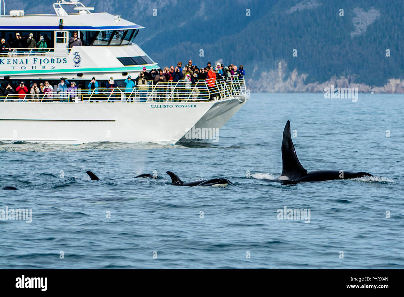 Killer Whale o orca pod (Orcinus orca), risurrezione Bay, il Parco nazionale di Kenai Fjords, Alaska, Stati Uniti d'America. Foto Stock