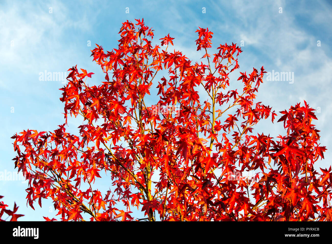 Un liquido giallo in un giardino a Ambleside, Cumbria, Regno Unito. Foto Stock