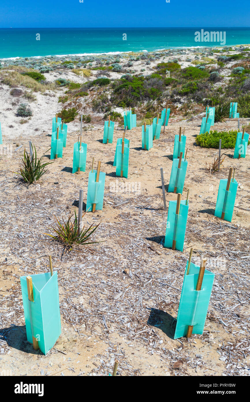 Nuove piante native con piantina protettori piantato in una duna di sabbia Area di Conservazione a Trigg Beach, Perth, Western Australia Foto Stock