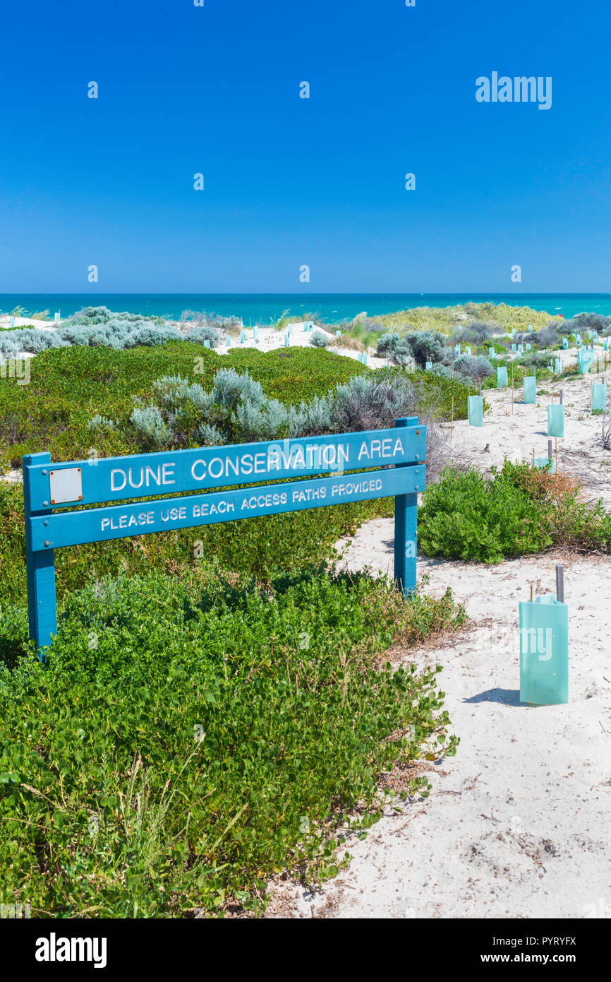 Nuove piante native con piantina protettori piantato in una duna di sabbia Area di Conservazione a Trigg Beach, Perth, Western Australia Foto Stock