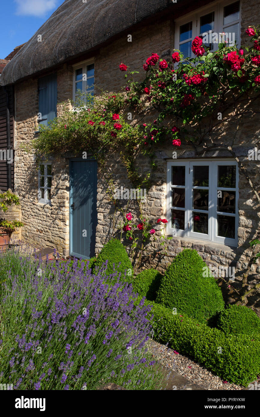 Pietra inglese cottage in paglia giardino anteriore con rose intorno a porta,lavanda e copertura scatola ,l'Inghilterra,l'Europa Foto Stock