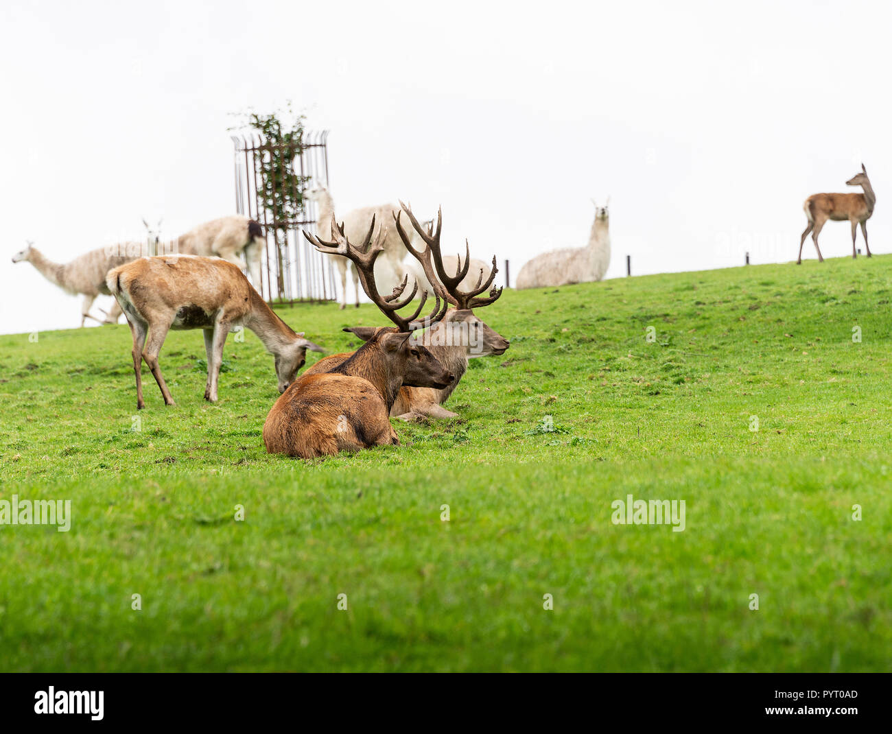 Due Stag Cervo Rosso disteso con due cerve alimentando in motivi di Culzean Castle con llama in background Ayrshire Scotland Regno Unito Regno Unito Foto Stock