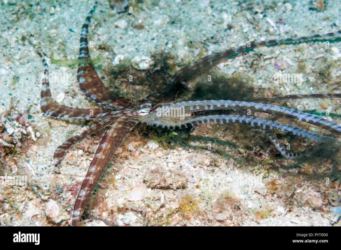 [Wonderpus Wunderpus photogenicus] il rilascio di inchiostro. Puerto Galera, Filippine. Foto Stock
