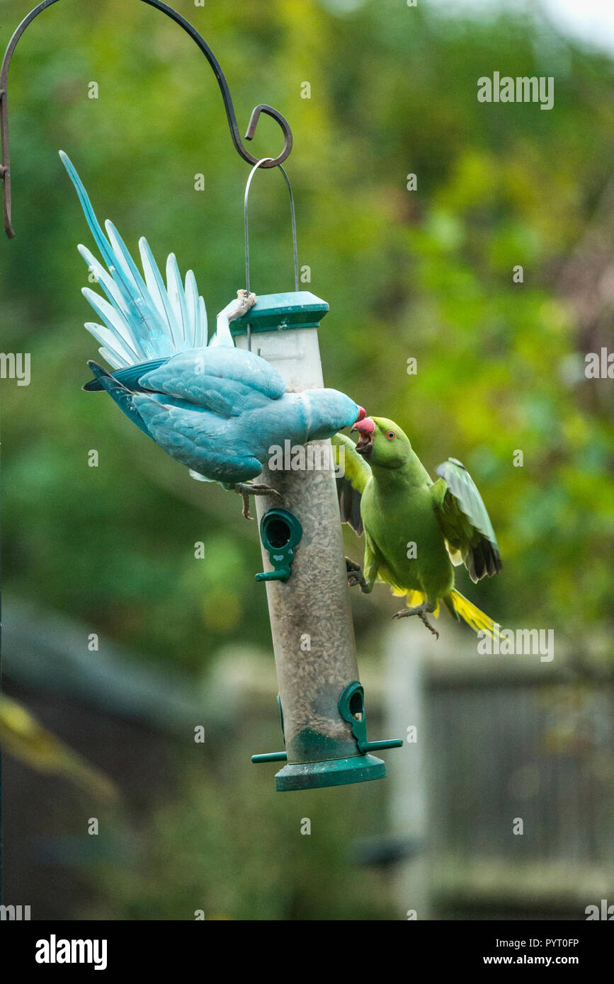 Rose-inanellato o anello a collo di cocorite (Psittacula krameri), una mutazione blu e il solito colore verde parrocchetto litigando su bird feeder in giardino. Foto Stock