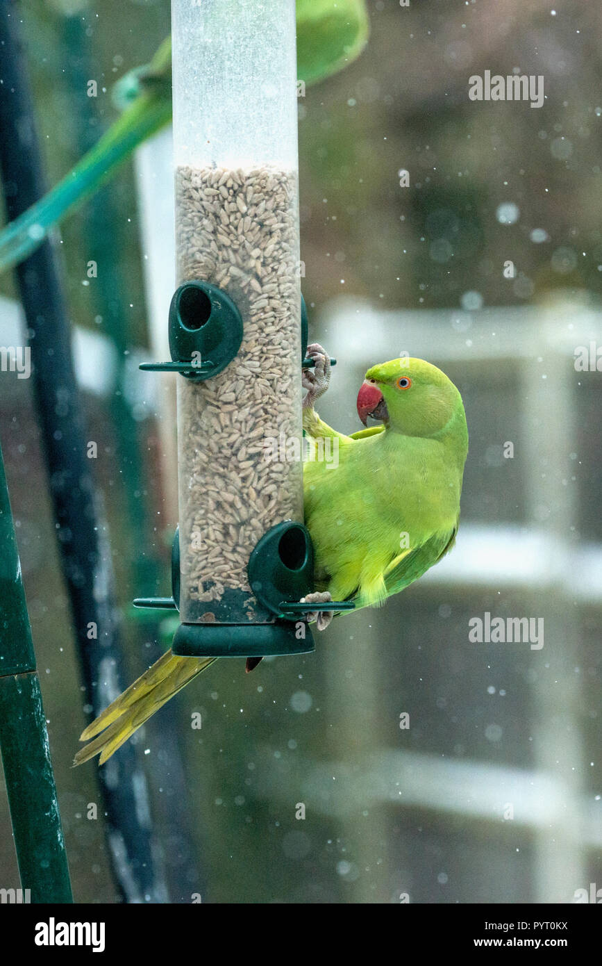 Rose-inanellato o anello a collo di parrocchetto(Psittacula krameri), su bird feeder in inverno con la neve. Londra, Regno Unito. Foto Stock