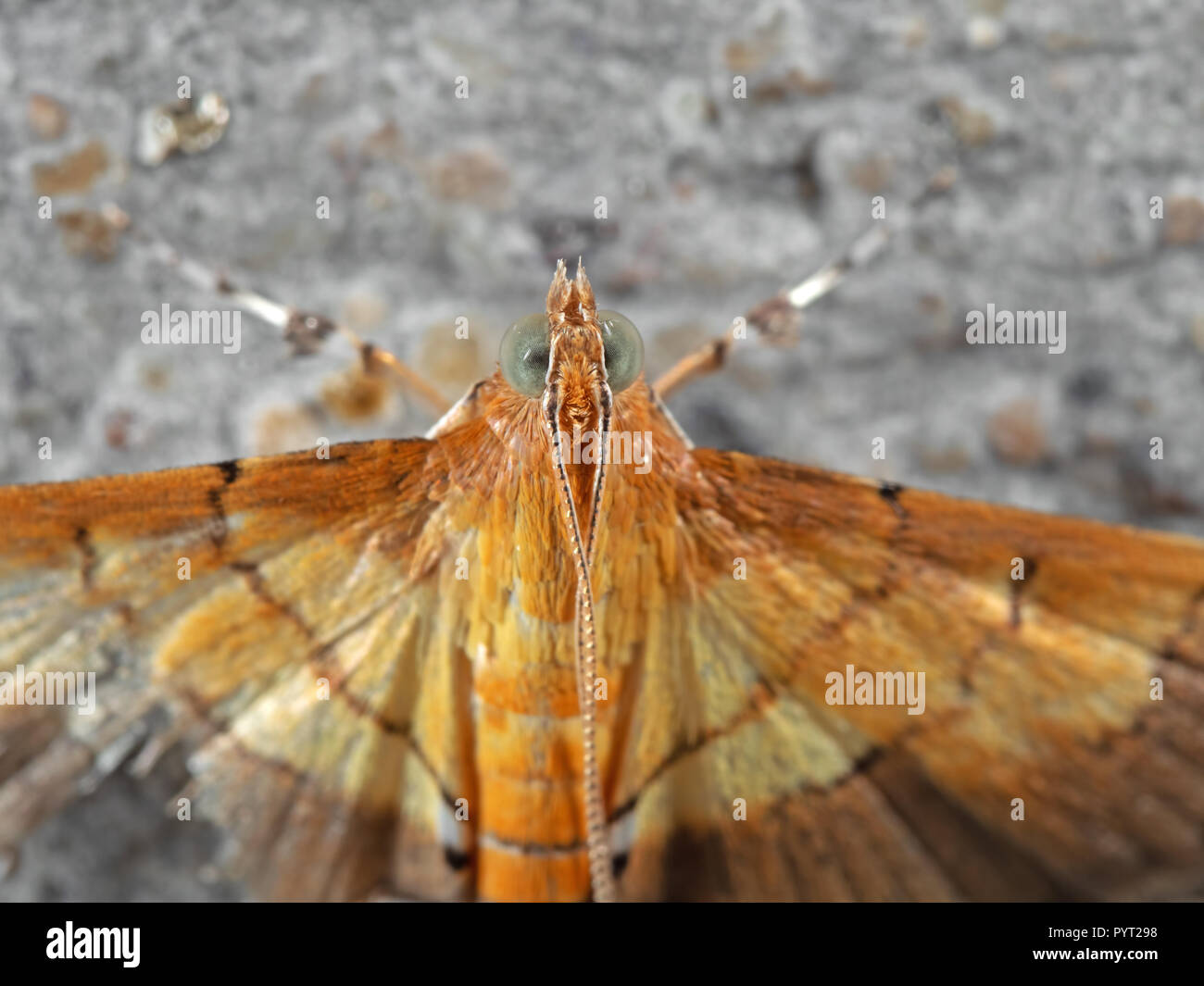 La fotografia macro di testa della falena gialla sul muro grigio Foto Stock