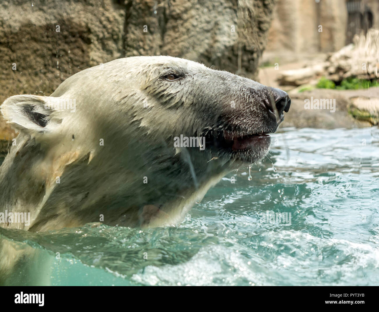 Testa di orso polare (Ursus maritimus) sopra l'acqua. Gli orsi polari sono eccellenti nuotatori e spesso si nuotare per giorni. Essi possono nuotare sott'acqua fino a un massimo di Foto Stock