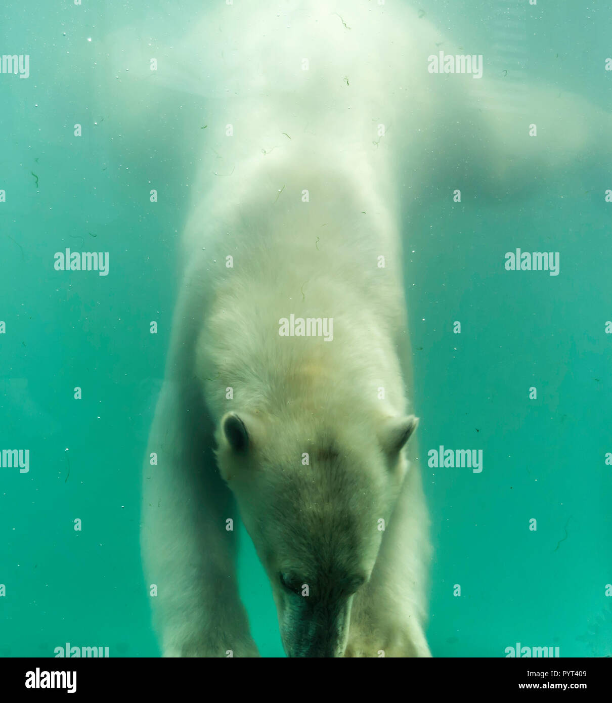 Orso polare (Ursus maritimus) nuotare sotto l'acqua. Gli orsi polari sono eccellenti nuotatori e spesso si nuotare per giorni. Essi possono nuotare sott'acqua fino a un massimo di Foto Stock