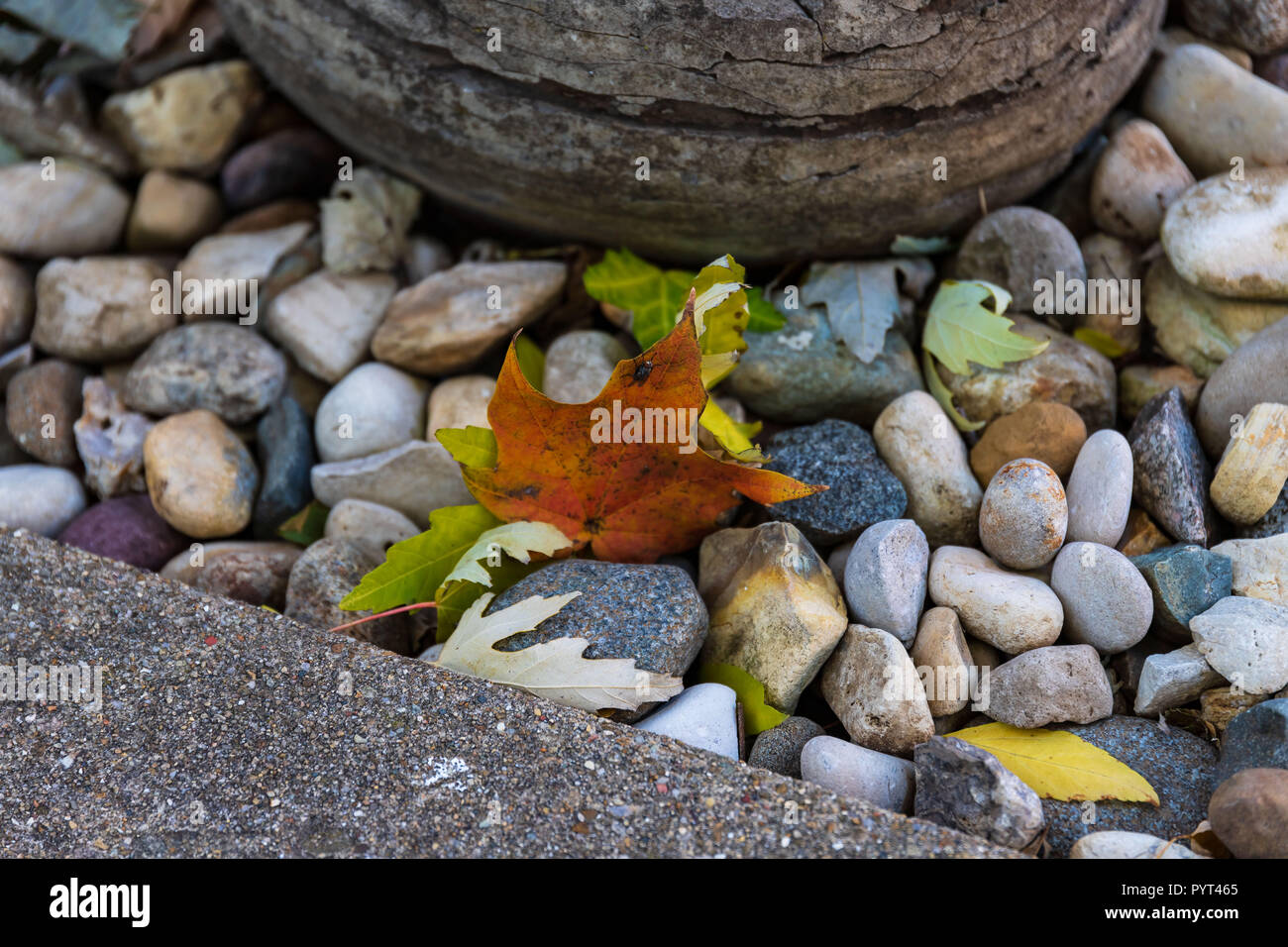 Le rocce e le foglie sono nemici naturali o molto vicino agli amici Foto Stock