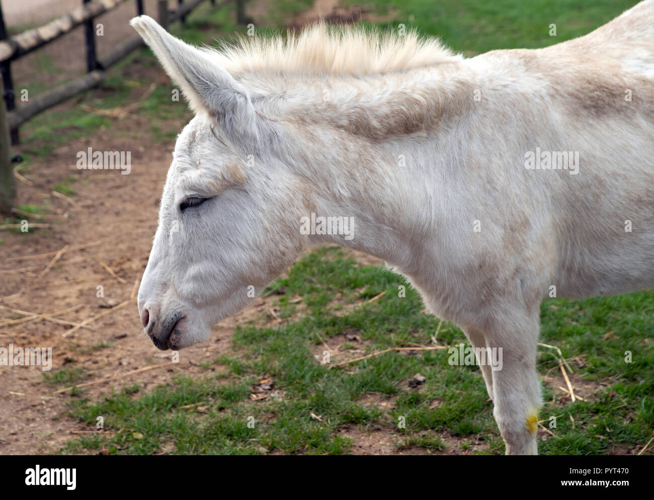 Cavallino Bianco nel campo Foto Stock