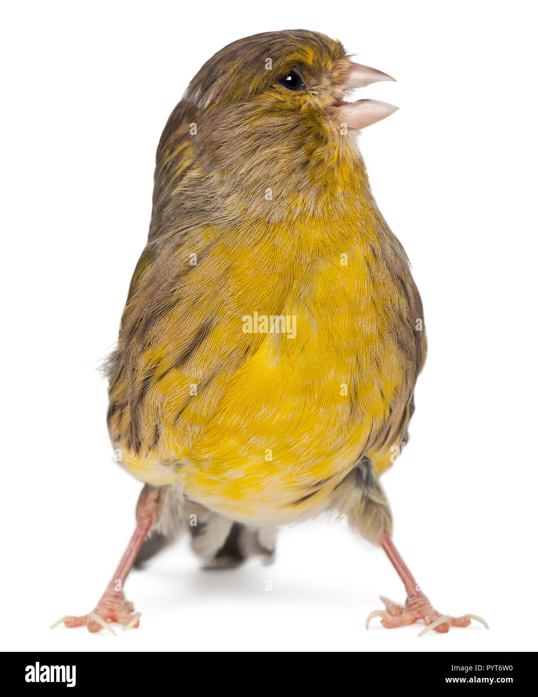 Atlantico, Canarie Serinus canaria, 2 anni, di fronte a uno sfondo bianco Foto Stock