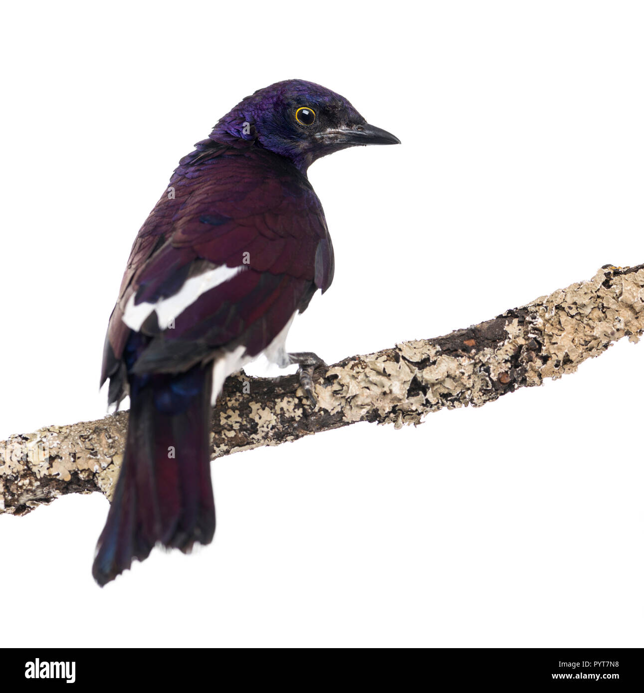 Viola maschio-backed Starling su un ramo - Cinnyricinclus leucogaster - isolato su bianco Foto Stock