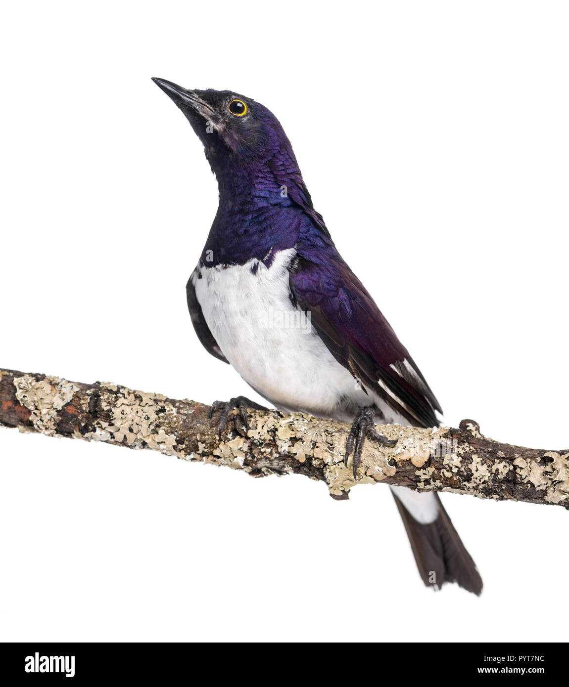 Viola maschio-backed Starling su un ramo - Cinnyricinclus leucogaster - isolato su bianco Foto Stock