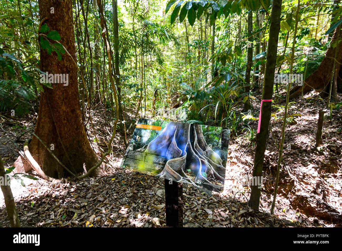 Segno spiegando contrafforte alberi lungo la famosa Freccia Rossa sentiero, Mt Whitfield Conservation Park, Cairns, estremo Nord Queensland, FNQ, QLD, Aus Foto Stock