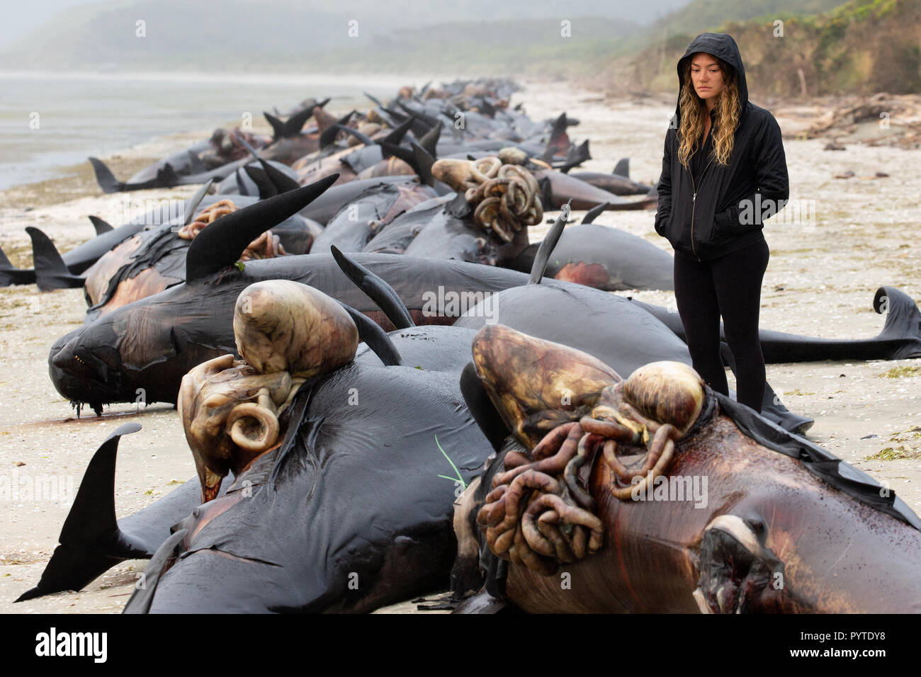 Circa 200 spiaggiata Balene Pilota a Farewell Spit, South Island, in Nuova Zelanda. Inquinamento può essere una causa o interferenza del sonar da esseri umani. Foto Stock