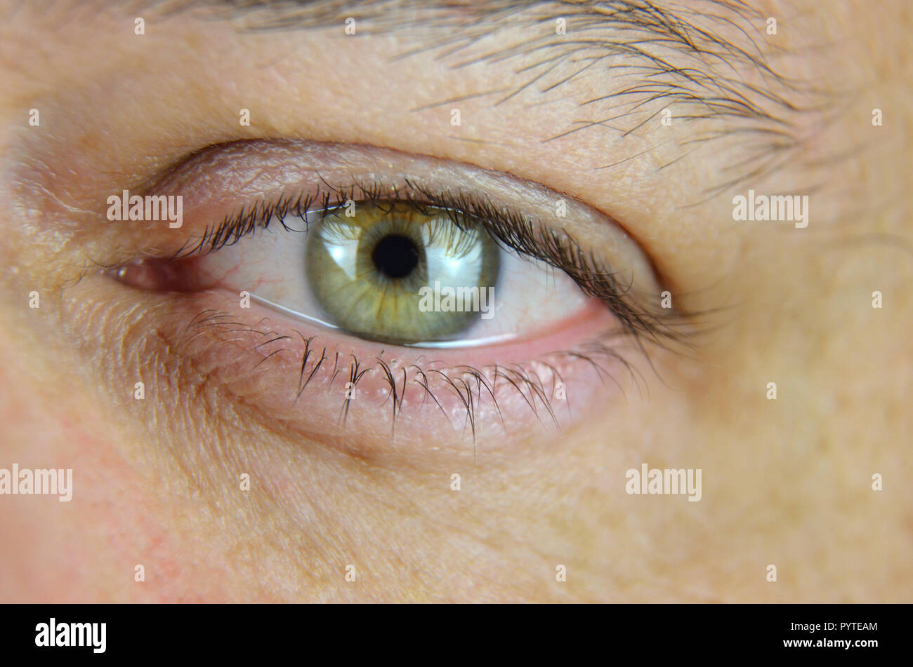 Close-up di un uomo verde dell'occhio sinistro Foto Stock