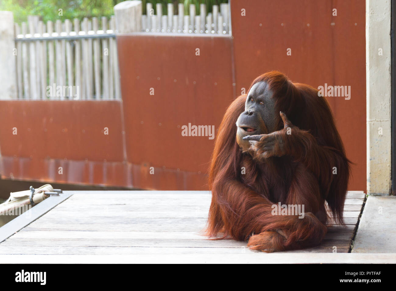 Orangutan seduti sulla piattaforma, guardando a destra, pensando. Foto Stock