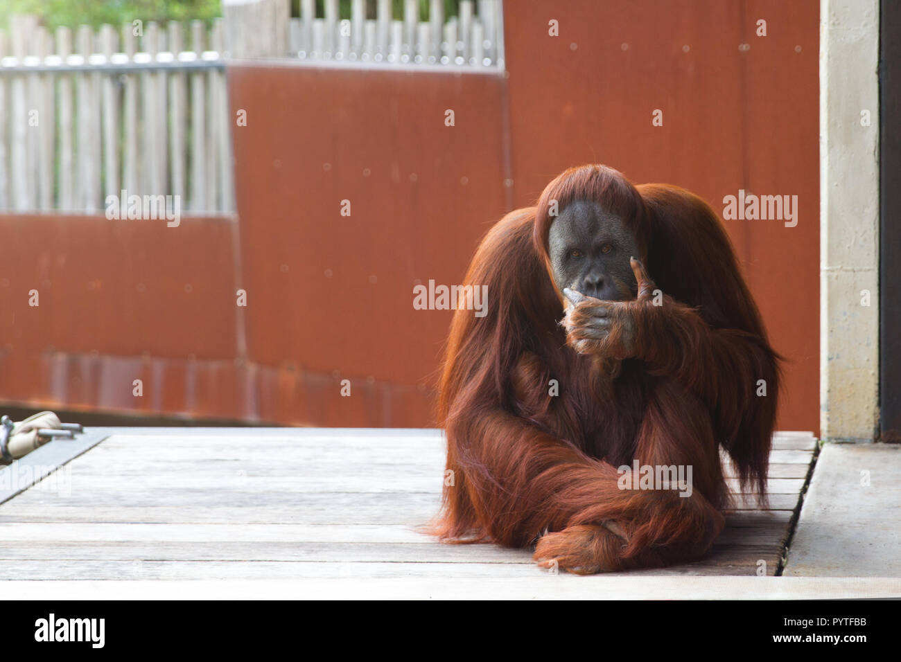 Orangutan seduti sulla piattaforma, guardando la telecamera, pensando. Foto Stock