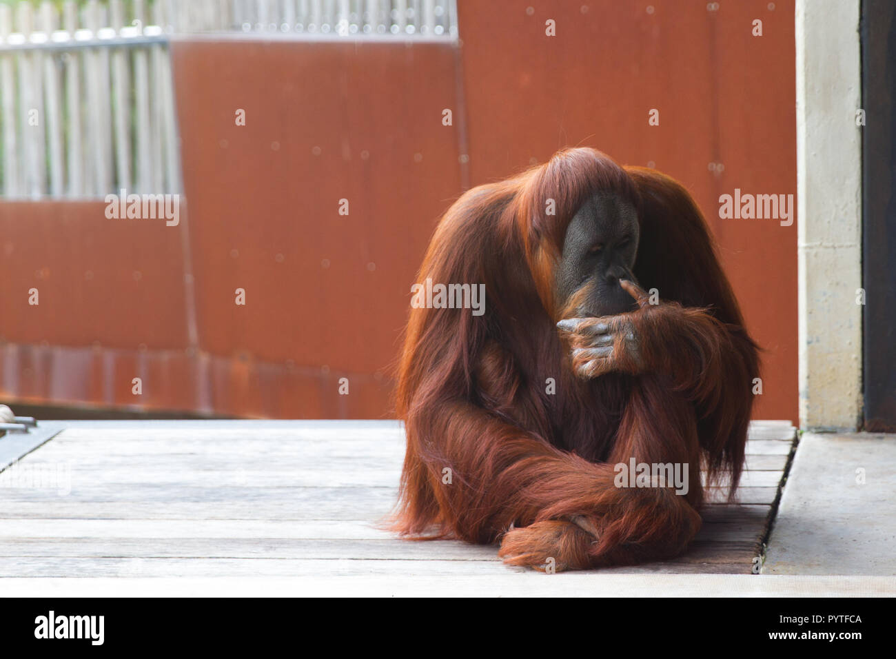 Orangutan seduti sulla piattaforma, guardando a sinistra, pensando. Foto Stock