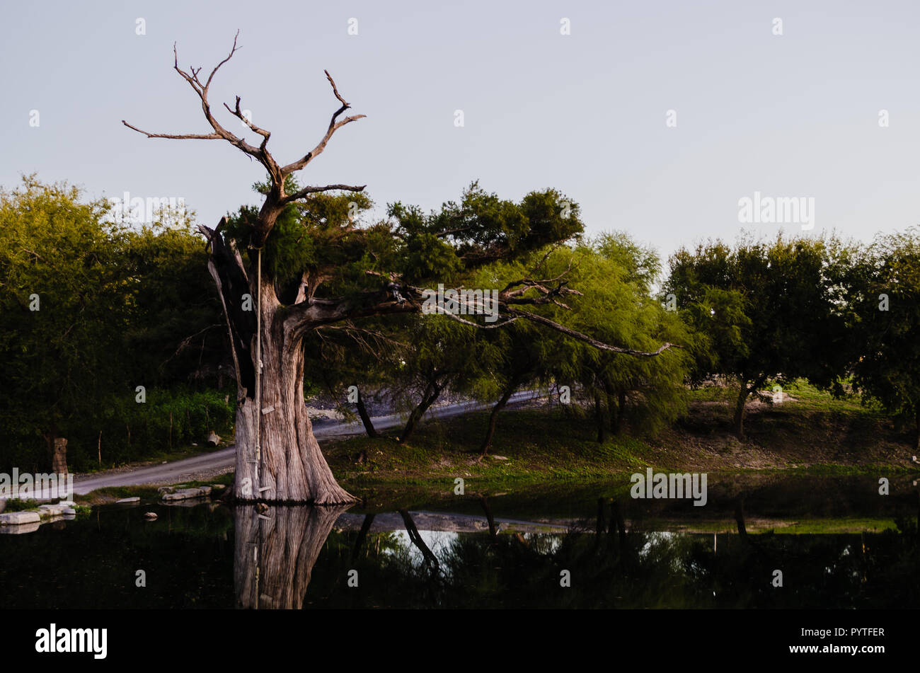 Tree influenzate da un fulmine, albero bruciato e essiccato su un bel fiume, concetto di secchezza circondato da abbondanza di vita. Foto Stock