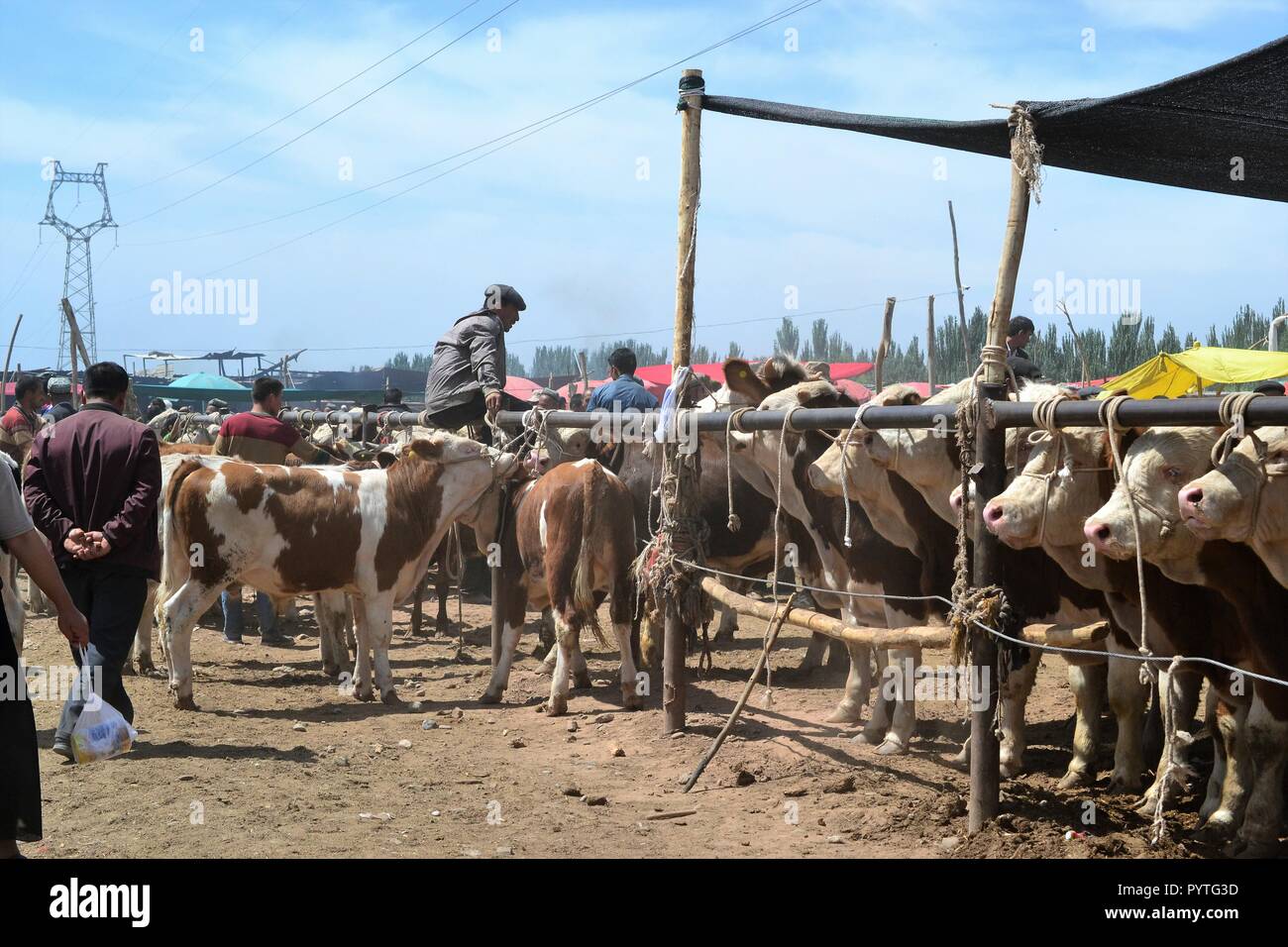 Domenica il bestiame mercato bazaar di Kashgar, Kashi, Xinjiang, Cina, Uyghur regione autonoma Foto Stock