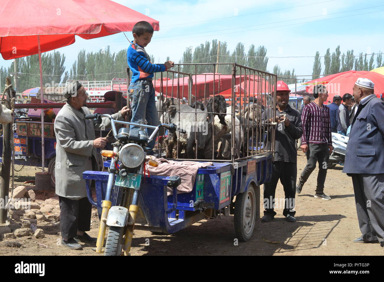 Domenica il bestiame mercato bazaar di Kashgar, Kashi, Xinjiang, Cina, Uyghur regione autonoma Foto Stock
