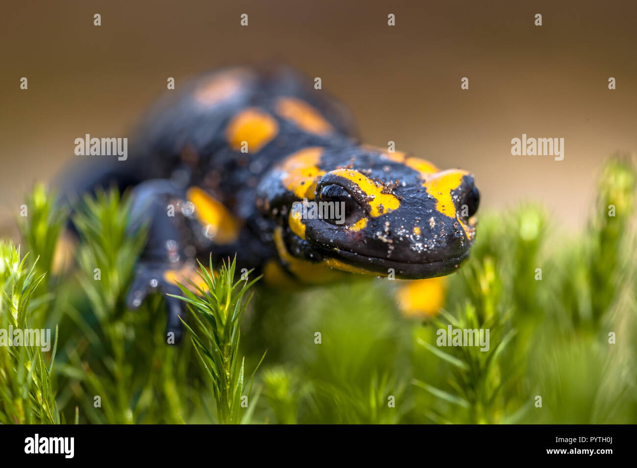 Salamandra pezzata newt (Salamandre salamandre) vivono in Europa centrale e le foreste sono più comuni anfibi in zone collinari. Foto Stock