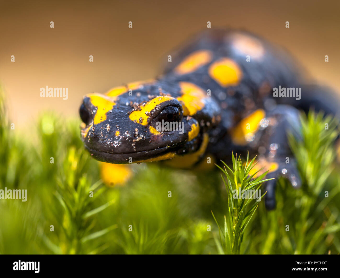 Salamandra pezzata newt (Salamandre salamandre) vivono in Europa centrale foreste decidue e sono in declino degli anfibi in numeri Foto Stock