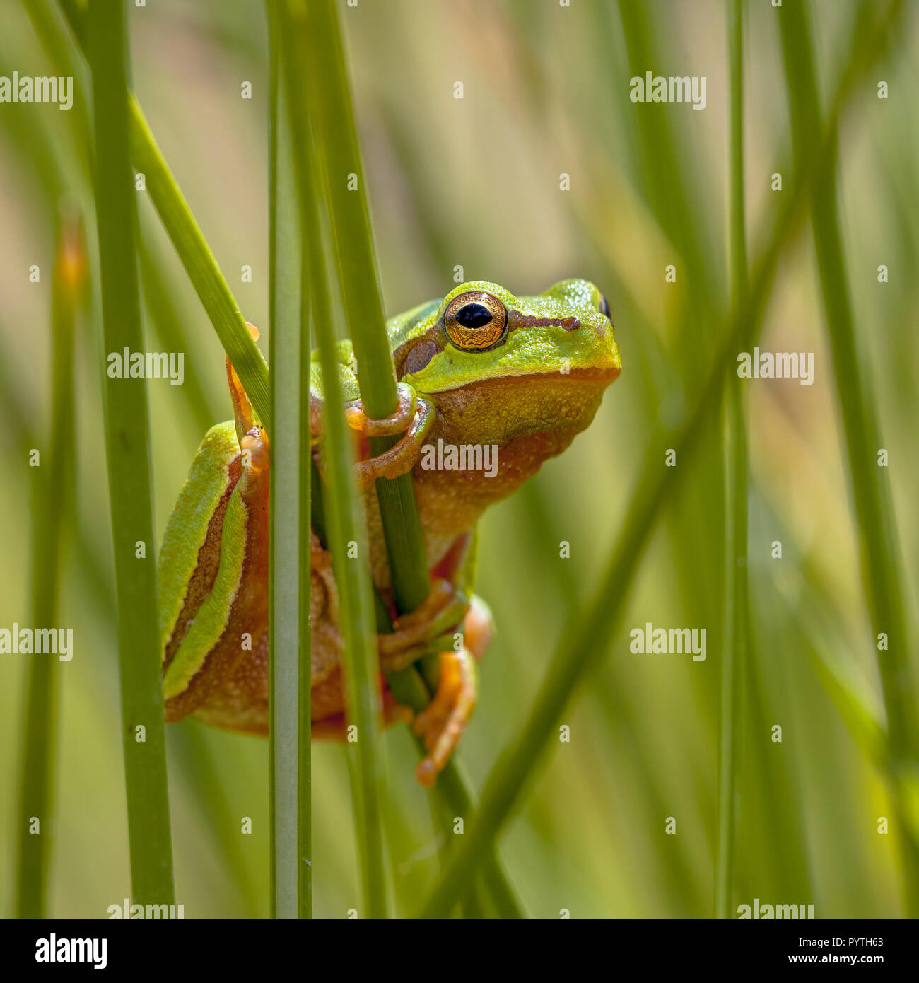 Raganella (Hyla arborea) guardando da dietro rush comune (Juncus effusus) nella fotocamera sull'immagine quadrata Foto Stock