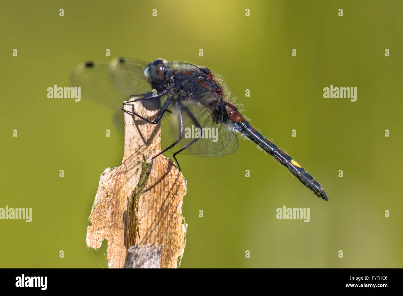 Grandi di fronte bianco-darter o giallo maculato whiteface (Leucorrhinia pettorale) dragonfly appollaiato sul bastone. Questo insetto abita frontiere palustri e pre Foto Stock
