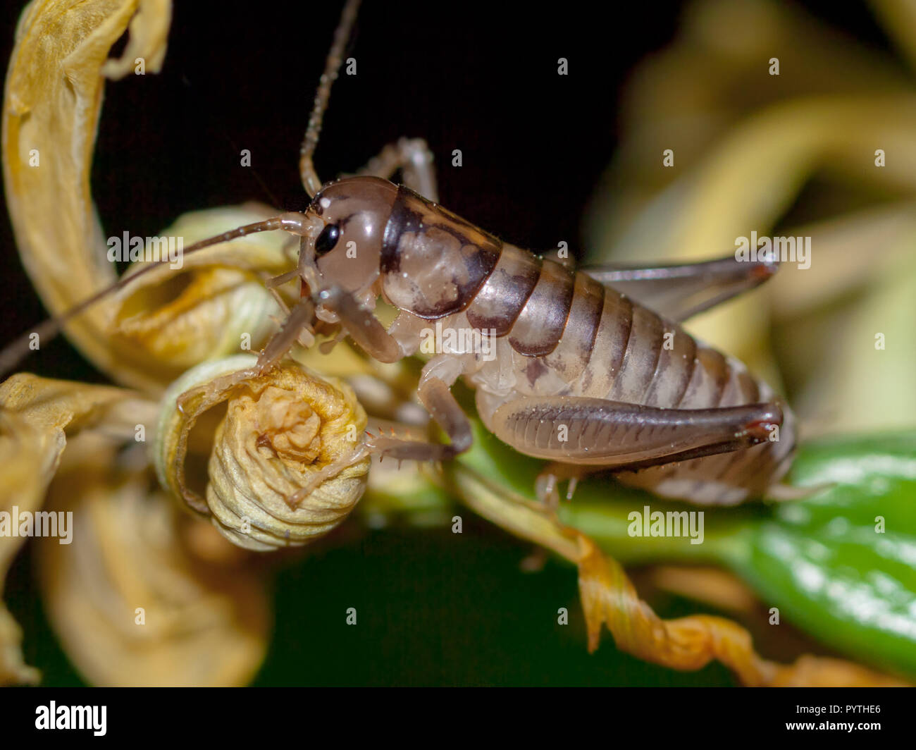 Nuova Zelanda nativi di Weta endemiche animali in pericolo di estinzione Foto Stock