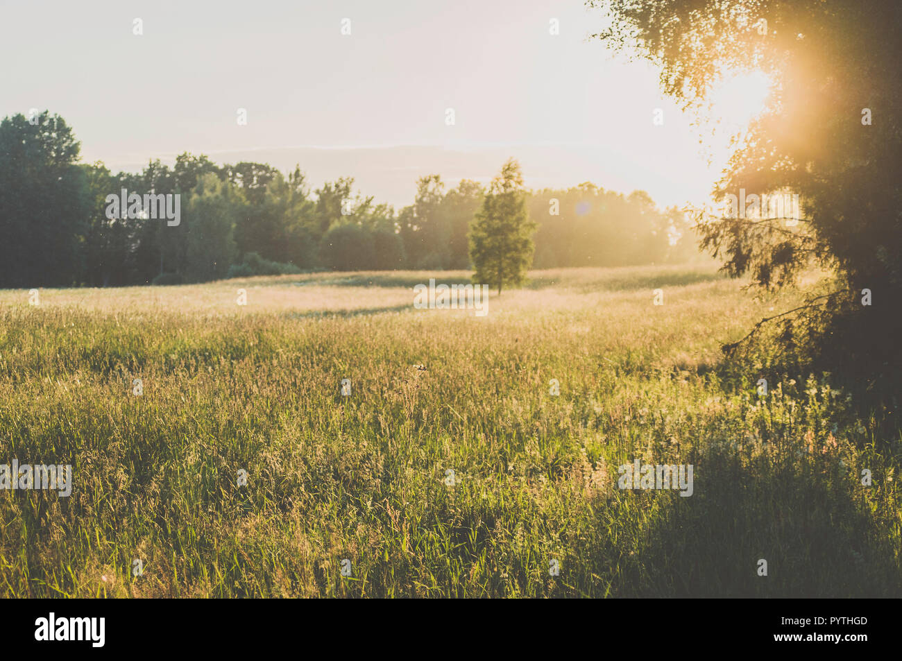 La Betulla nel campo d'erba. Lunghe ombre della sera. Foto Stock