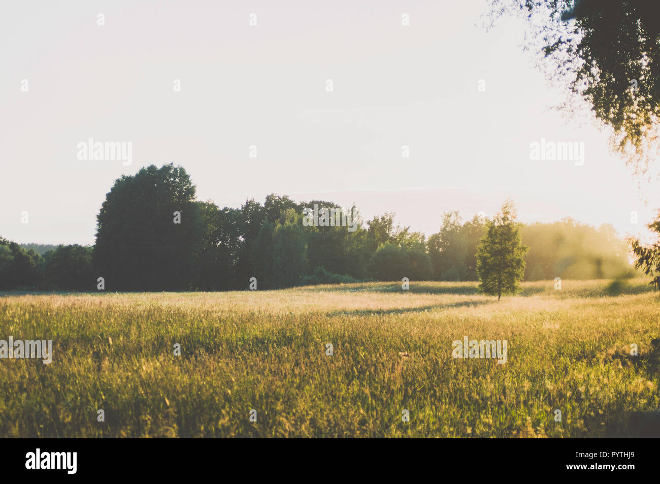 La Betulla nel campo d'erba. Lunghe ombre della sera. Foto Stock