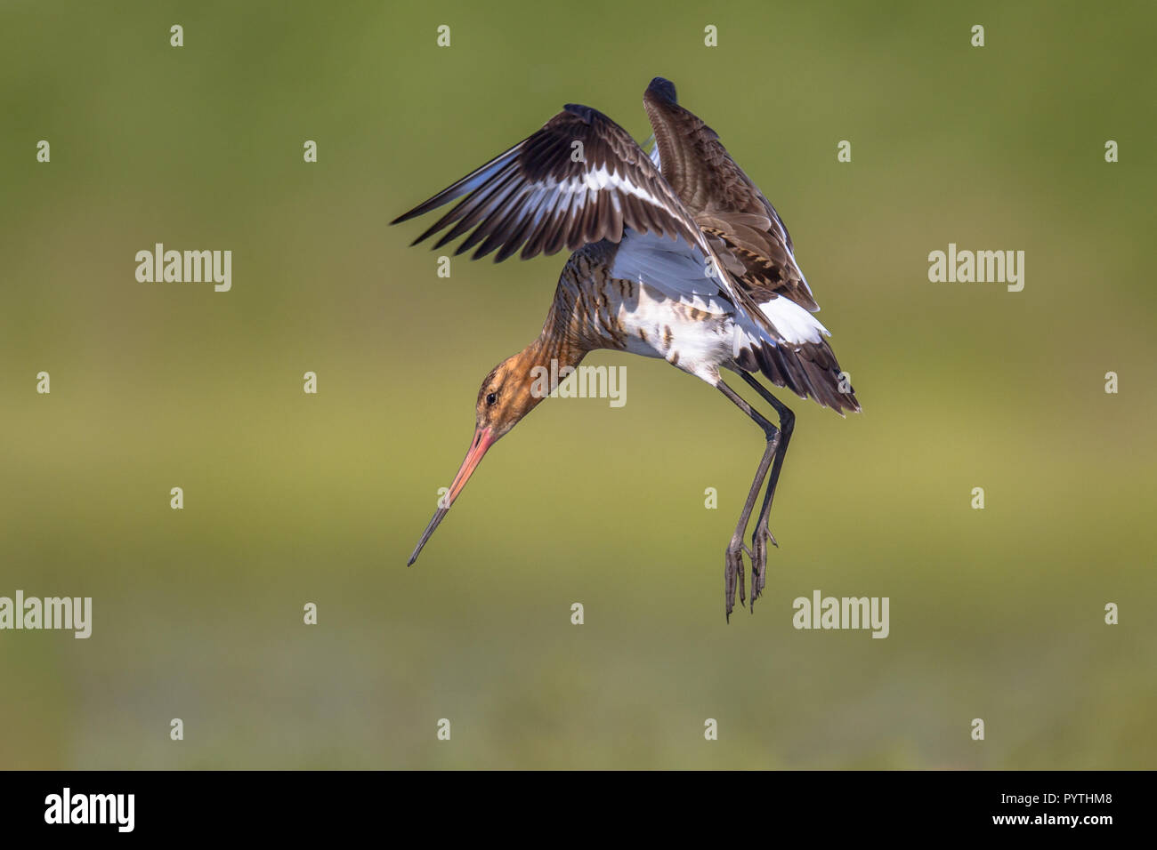 Nero-tailed Godwit (Limosa limosa) wader bird in preparazione per l'atterraggio mentre si sbattono le ali con piume di diffusione. Lungo le gambe sono raggiungendo per la gr Foto Stock